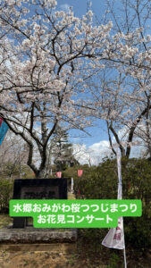 水郷小見川桜ツツジまつりお花見コンサート