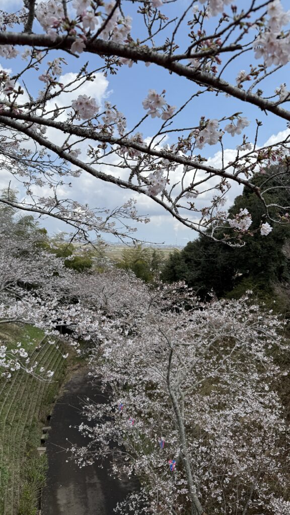 水郷小見川桜ツツジまつりお花見コンサート