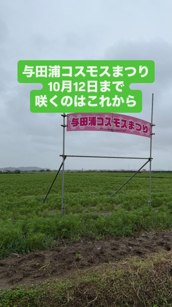 与田浦コスモスまつり
